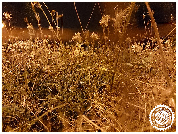 4比黃色路燈下拍攝沒色差拷貝.jpg 4比黃色路燈下拍攝沒色差拷貝.jpg