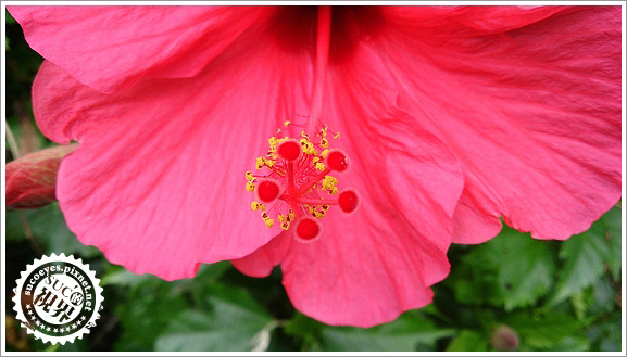 16比9近拍模式拷貝.jpg 16比9近拍模式拷貝.jpg