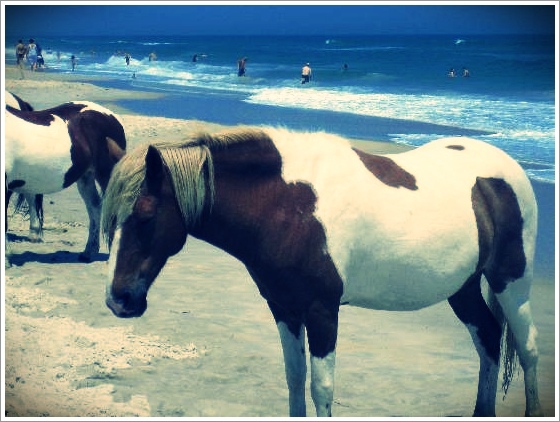 海灘1 (7).jpg 海灘1 (7).jpg