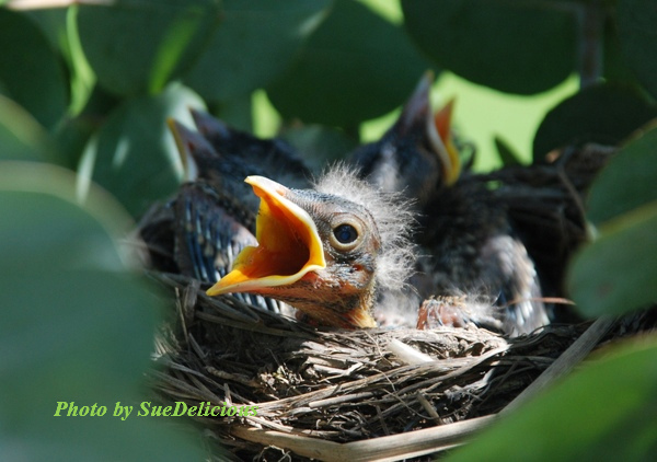 Robin day 5-1 Robin day 5-1