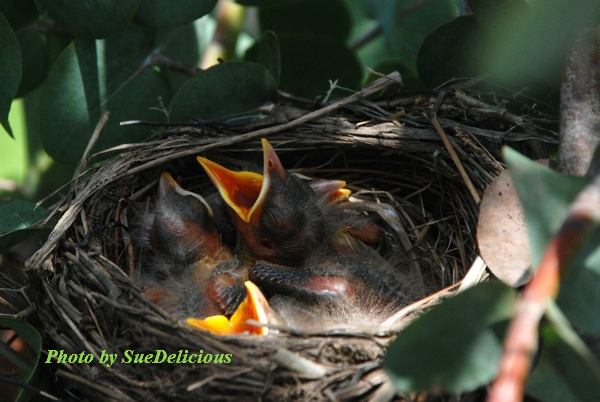 Robins Day 2-03 Robins Day 2-03