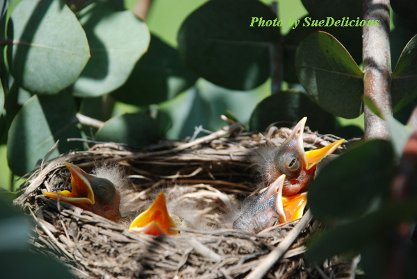 Robins Day 2-05 Robins Day 2-05