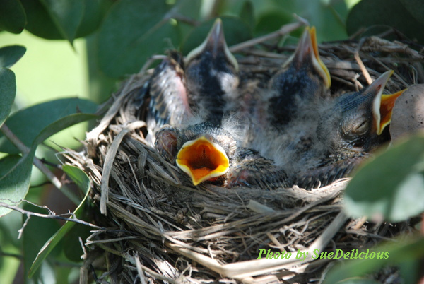 Robin Day 5-02 Robin Day 5-02