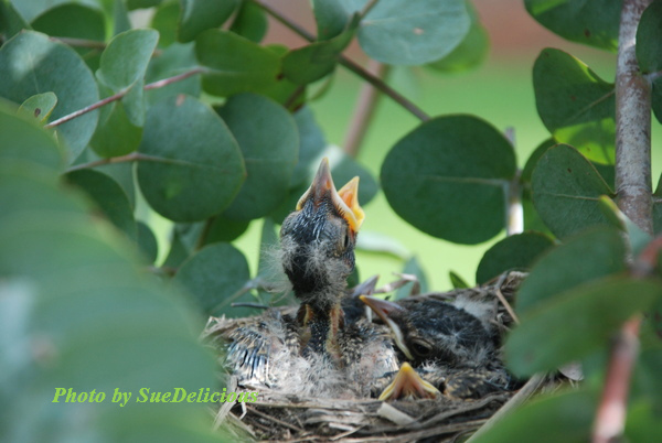 Robins Day 6-01 Robins Day 6-01