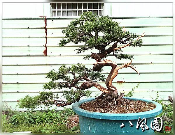代客整姿-彰化黃先生的中品雙幹系魚川真柏(已交貨) @ 八風園盆栽:: 痞