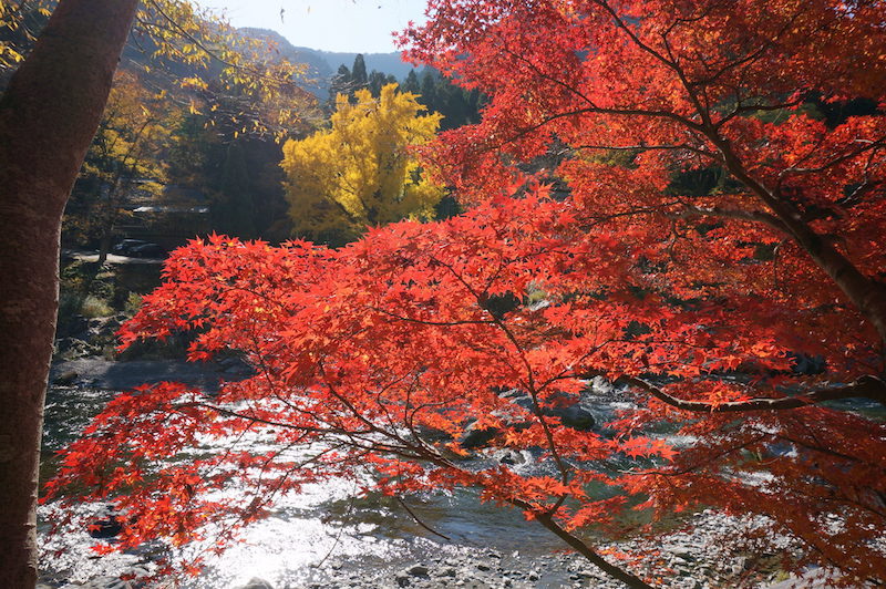 DSC08316.JPG