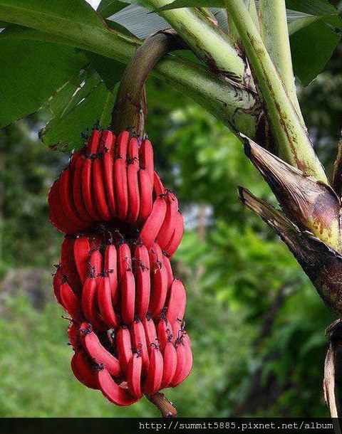 4、紅香蕉