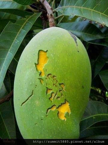 4、菲律賓著名芒果