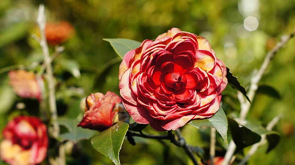 _DSC4678.jpg _DSC4678.jpg