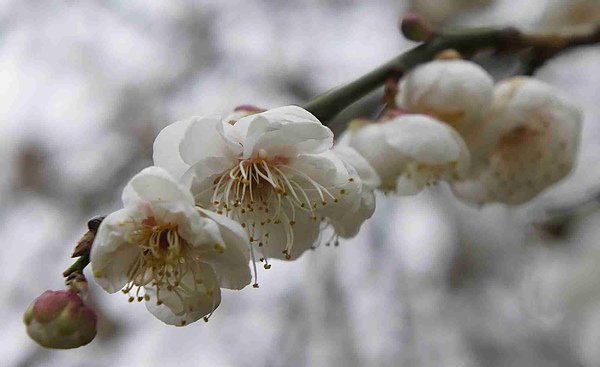 _DSC5997.jpg _DSC5997.jpg