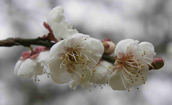 _DSC6004.jpg _DSC6004.jpg