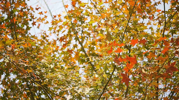 _DSC4998.jpg _DSC4998.jpg