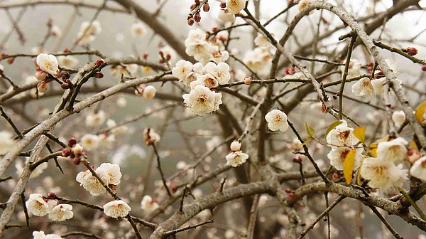 _DSC6067.jpg _DSC6067.jpg