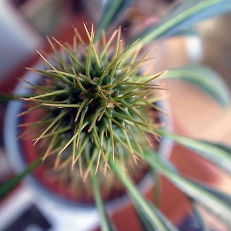 20141221この木はシードから作っています。