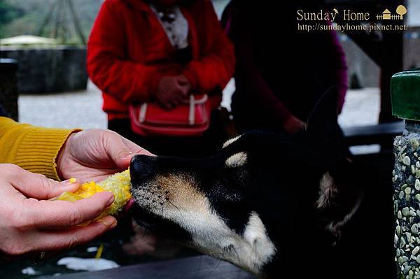 【宜蘭旅遊景點推薦】20140103 清水地熱煮蛋去 【宜蘭民宿】Sunday Home 【宜蘭旅遊景點推薦】20140103 清水地熱煮蛋去 【宜蘭民宿】Sunday Home