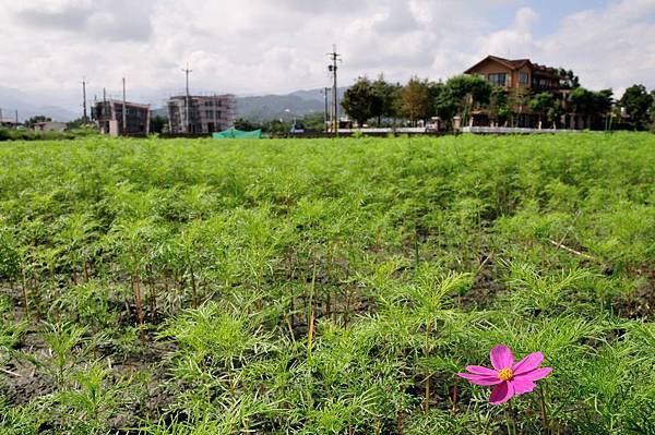 【宜蘭旅遊景點推薦】2014 三星嘉年華 波斯菊花海 【宜蘭民宿】Sunday Home