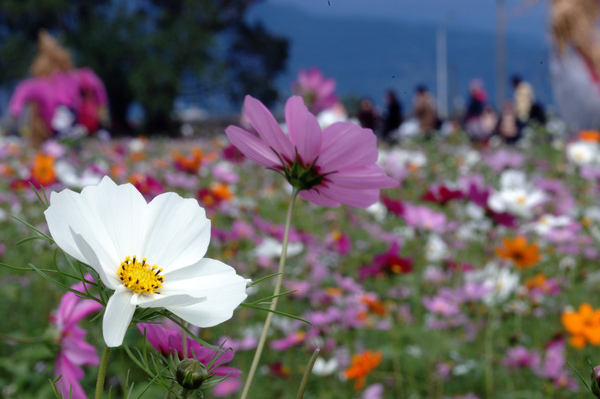 2008全國十大景觀花田-三星花海【宜蘭民宿】Sunday Home 2008全國十大景觀花田-三星花海【宜蘭民宿】Sunday Home