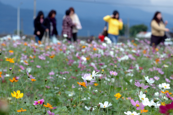 2008全國十大景觀花田-三星花海【宜蘭民宿】Sunday Home 2008全國十大景觀花田-三星花海【宜蘭民宿】Sunday Home