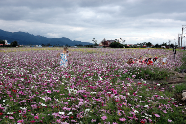 2008全國十大景觀花田-三星花海【宜蘭民宿】Sunday Home 2008全國十大景觀花田-三星花海【宜蘭民宿】Sunday Home