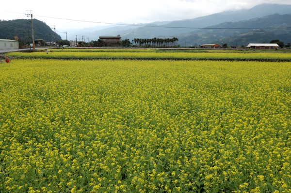 2008全國十大景觀花田-三星花海【宜蘭民宿】Sunday Home 2008全國十大景觀花田-三星花海【宜蘭民宿】Sunday Home