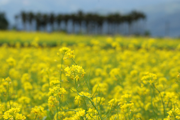 2008全國十大景觀花田-三星花海【宜蘭民宿】Sunday Home 2008全國十大景觀花田-三星花海【宜蘭民宿】Sunday Home