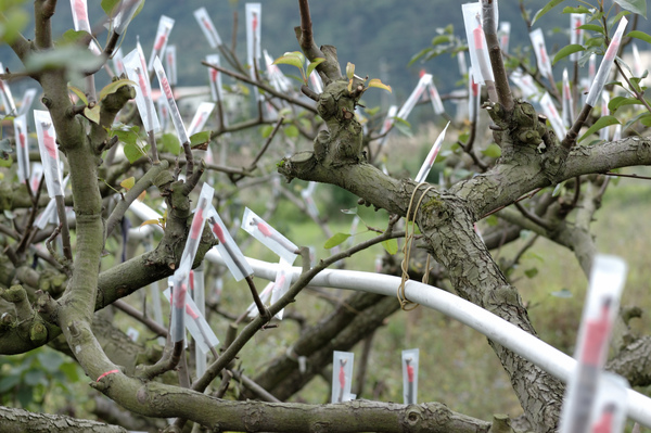 2008全國十大景觀花田-三星花海【宜蘭民宿】Sunday Home 2008全國十大景觀花田-三星花海【宜蘭民宿】Sunday Home