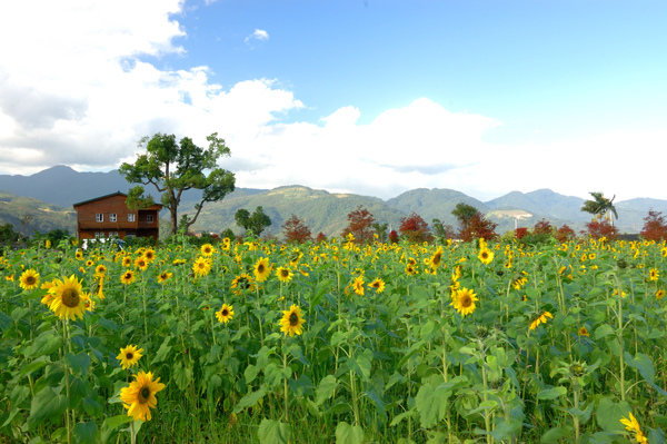 【宜蘭旅遊景點推薦】2010 三星花海【宜蘭民宿】Sunday Home