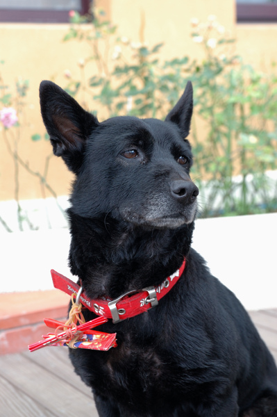 蘑菇爆米花 & 2010新年快樂 【宜蘭民宿】Sunday Home 蘑菇爆米花 & 2010新年快樂 【宜蘭民宿】Sunday Home