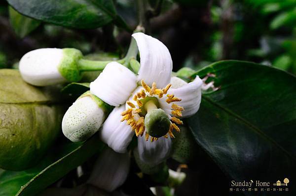 20110323 體驗幸福的農場-幸福20號農場【宜蘭民宿】Sunday Home 20110323 體驗幸福的農場-幸福20號農場【宜蘭民宿】Sunday Home
