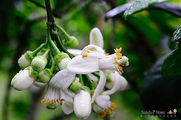20110323 體驗幸福的農場-幸福20號農場【宜蘭民宿】Sunday Home 20110323 體驗幸福的農場-幸福20號農場【宜蘭民宿】Sunday Home