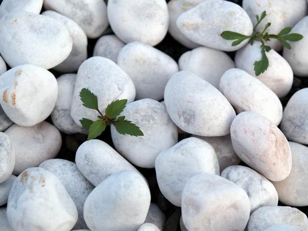 單一不是單調石 單一不是單調石