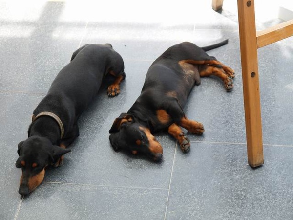 民宿的第2主角 民宿的第2主角