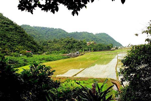tp_ricefield tp_ricefield