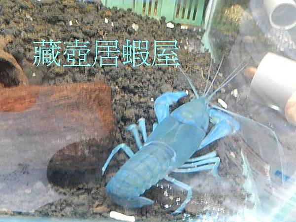 天空藍魔螯1(6-7cm)