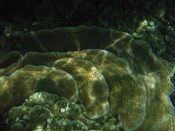 OLYMPUS DIGITAL CAMERA OLYMPUS DIGITAL CAMERA