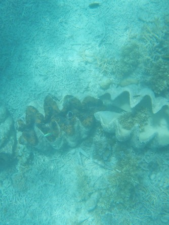 OLYMPUS DIGITAL CAMERA OLYMPUS DIGITAL CAMERA