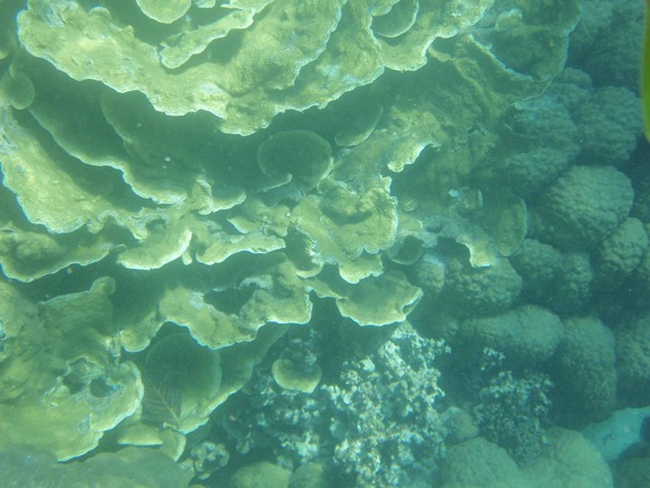 OLYMPUS DIGITAL CAMERA OLYMPUS DIGITAL CAMERA