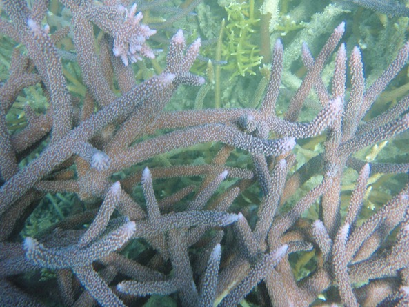 OLYMPUS DIGITAL CAMERA OLYMPUS DIGITAL CAMERA