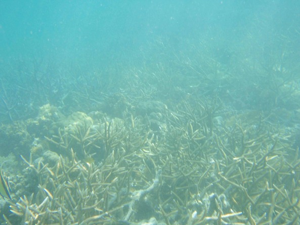 OLYMPUS DIGITAL CAMERA OLYMPUS DIGITAL CAMERA