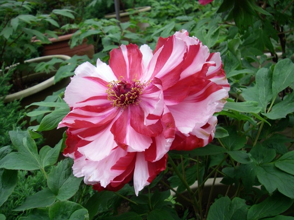 2015南投賞花景點推薦