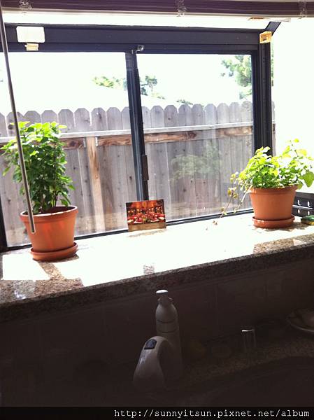 廚房窗檯的花