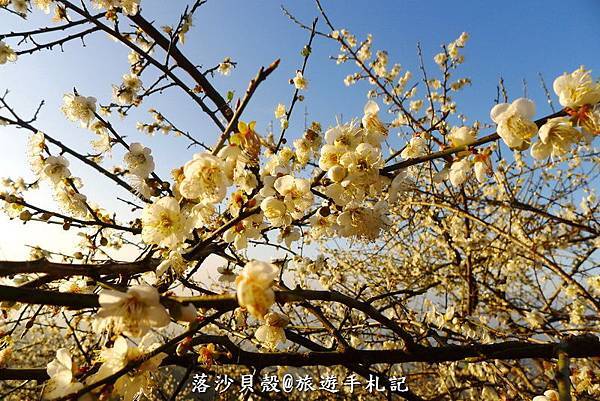 梅嶺 (61).JPG 梅嶺 (61).JPG