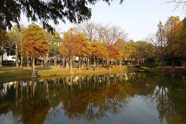 巴克禮公園驚見落羽松 (31).JPG 巴克禮公園驚見落羽松 (31).JPG