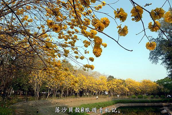 億載金城.黃花風鈴木 (17).JPG 億載金城.黃花風鈴木 (17).JPG