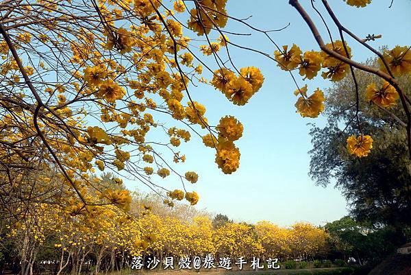億載金城.黃花風鈴木 (19).JPG 億載金城.黃花風鈴木 (19).JPG