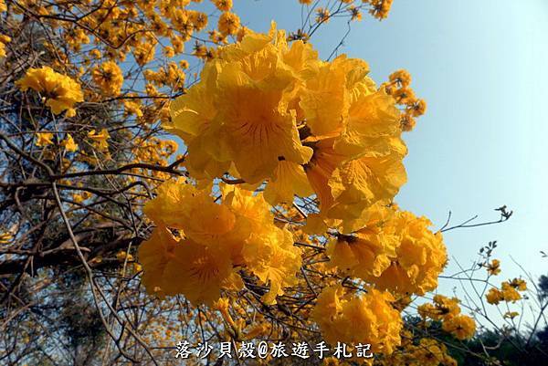 億載金城.黃花風鈴木 (50).JPG 億載金城.黃花風鈴木 (50).JPG