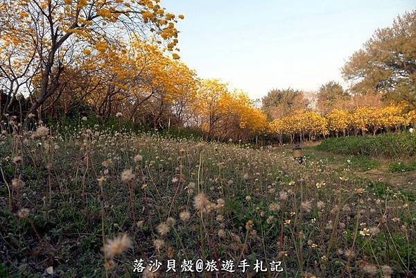 億載金城.黃花風鈴木 (148).JPG 億載金城.黃花風鈴木 (148).JPG