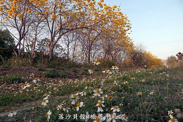 億載金城.黃花風鈴木 (190).JPG 億載金城.黃花風鈴木 (190).JPG