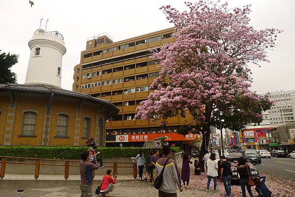 洋花風鈴木。氣象局 (2).JPG 洋花風鈴木。氣象局 (2).JPG