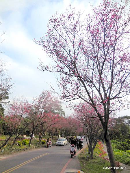 2015賞櫻系列(二) 北投復興三路櫻花隧道 @ SJKen 的美食與旅行手扎 :: 痞客邦 PIXNET ::